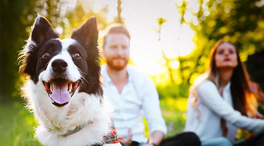 petcover